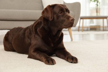 Çikolata labrador retriever kapalı yerde yatan