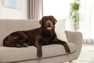 Çikolata labrador retriever rahat kanepe kapalı
