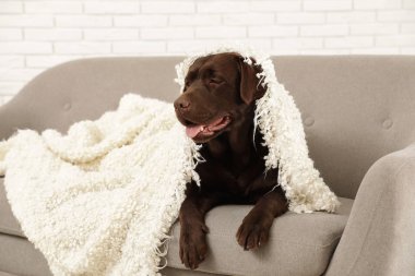 Çikolata labrador retriever rahat kanepe kapalı ekose ile kaplı