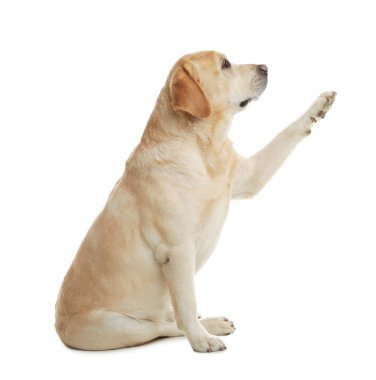 Sarı labrador Retriever beyaz arka planda pençe veriyor