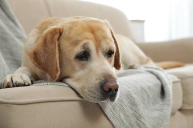 Sarı labrador Retriever, rahat koltukta, kapalı bir yerde.