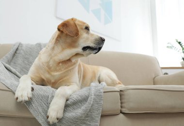 Sarı labrador Retriever, rahat koltukta, kapalı bir yerde.