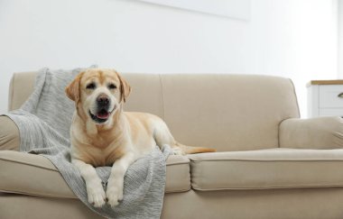 Sarı labrador Retriever, rahat koltukta, kapalı bir yerde.