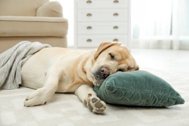 Sarı labrador retriever yastık kapalı yerde yatan ile