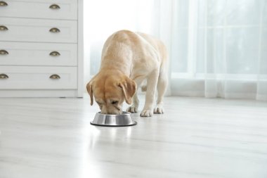 Sarı labrador Retriever kaseden içeride yemek yiyor.