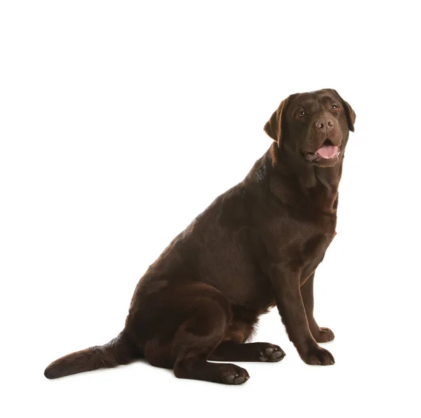 Csokoládé Labrador Vizsla ülő-ra fehér háttér — Stock Fotó