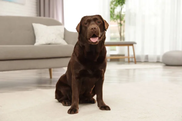 Chocolate labrador retriever sitting on floor indoors — Stock Photo, Image