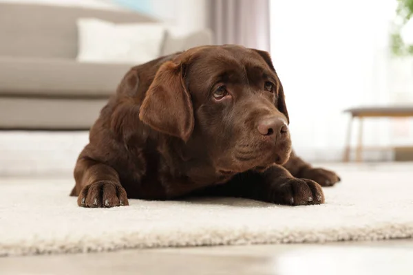 Czekolada Labrador Retriever leżący na podłodze w pomieszczeniu — Zdjęcie stockowe