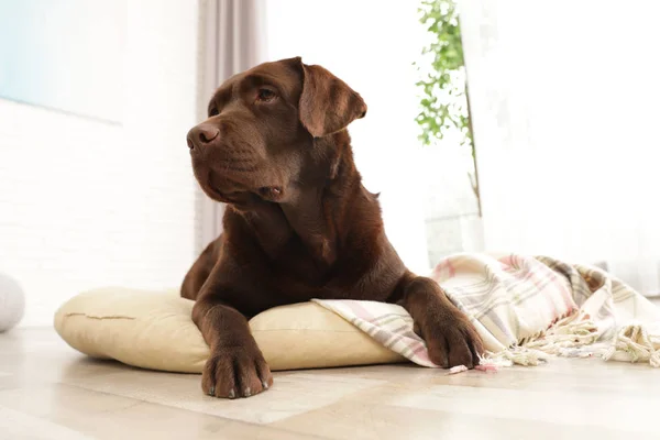 Czekolada Labrador Retriever na PET Poduszka w pomieszczeniu — Zdjęcie stockowe