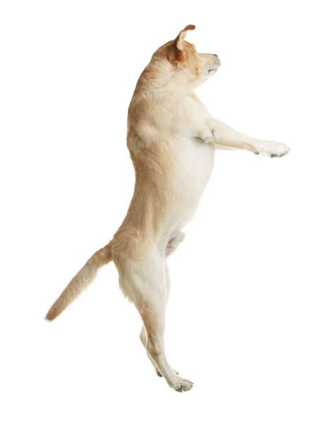 Labrador retriever giallo che salta su sfondo bianco — Foto Stock