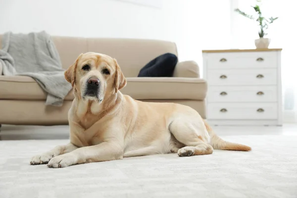 Yellow labrador retriever lying on floor indoors — 스톡 사진