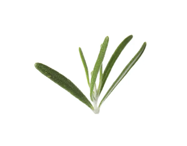 Čerstvé zelené rozmarýnové listy na bílém pozadí — Stock fotografie