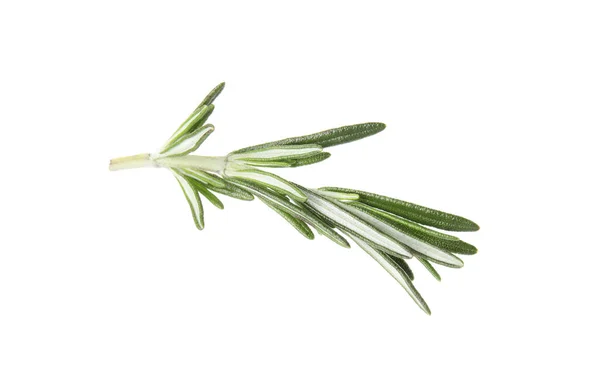 Fresh green rosemary twig on white background — Stock Photo, Image