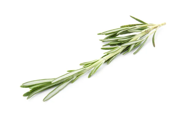 Świeży zielony rozmaryn gałązka na białym tle — Zdjęcie stockowe