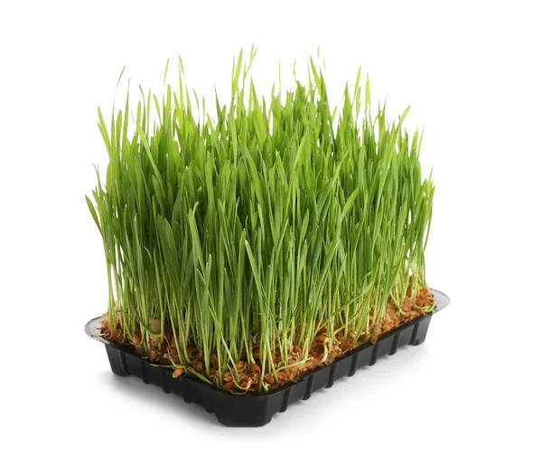 Fresh green wheat grass in container on white background Royalty Free Stock Photos