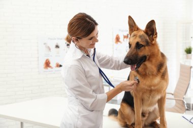 Profesyonel veteriner klinikte Alman çoban köpeği incelenmesi