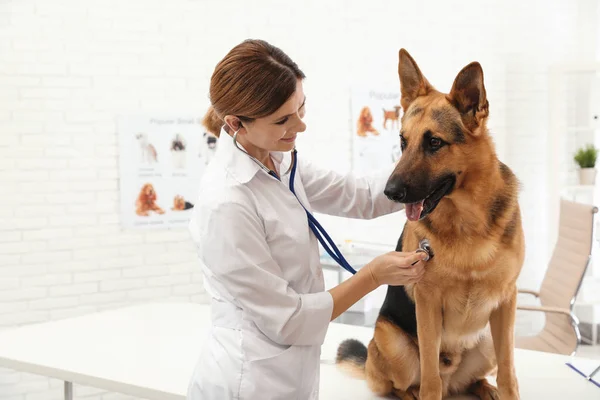 Profesionální veterinární lékař zkoumáním německého psa ovčáka na klinice — Stock fotografie