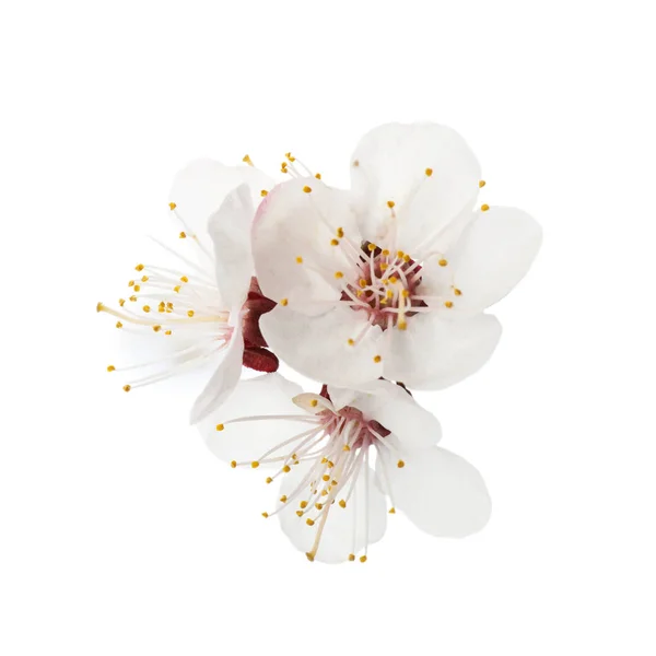 Schöne frische Frühlingsblumen auf weißem Hintergrund — Stockfoto
