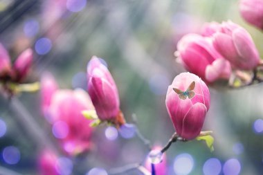 Bulanık arka plan, metin için alan karşı küçük ihale çiçekler ve kelebek ile güzel manolya ağacı. Müthiş bahar çiçeği 