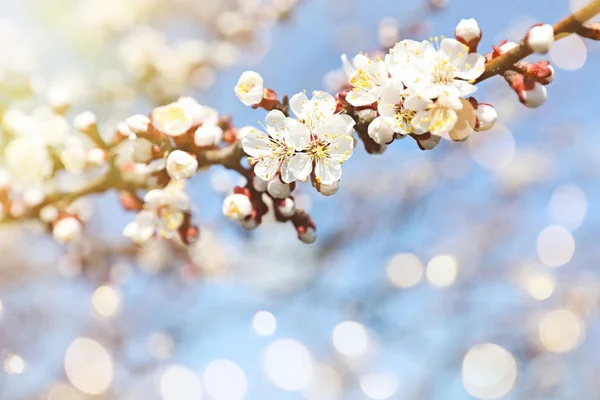 Hermosa rama de árbol con pequeñas flores tiernas en el día soleado, espacio para el texto. Impresionante flor de primavera — Foto de Stock