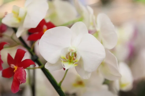 Indah mekar bunga anggrek tropis dengan latar belakang kabur, closeup. Ruang untuk teks — Stok Foto