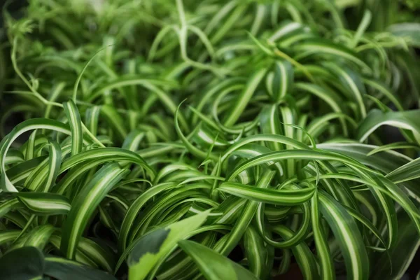 花の店、クローズ アップで緑の葉を持つ美しい植物 — ストック写真