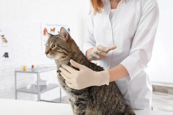 Professional veterinarian vaccinating cute cat in clinic — Stock Photo, Image