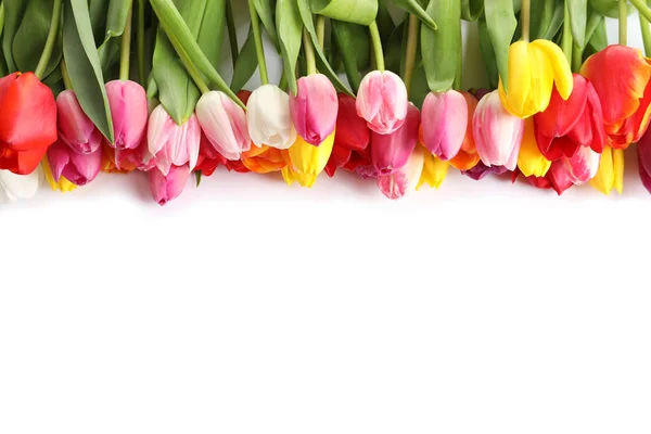 Bellissimi tulipani luminosi su sfondo bianco, vista dall'alto. Fiori primaverili — Foto Stock