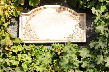 Duvarda yeşil asma arasında Vintage taş tabela