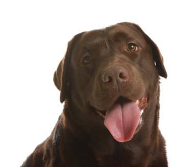 Beyaz arka planda çikolatalı labrador retriever. Sevimli evcil hayvan