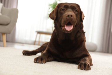 Çikolata labrador retriever kapalı yerde yatan