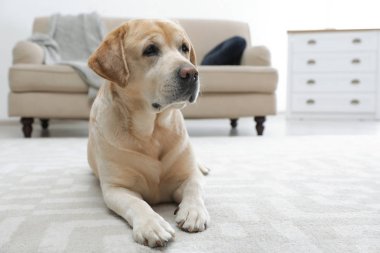 Sarı labrador Retriever içeride yerde yatıyor.