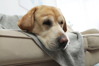 Sarı labrador Retriever, rahat koltukta, kapalı bir yerde.