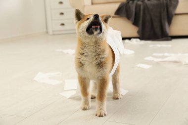 Sevimli akita inu köpek kapalı tuvalet kağıdı ile oynarken