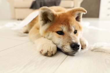 Sevimli akita inu köpek yavrusu kapalı yerde yatan