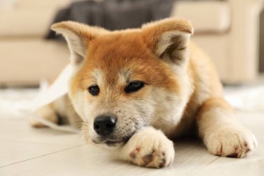 Sevimli akita inu köpek yavrusu kapalı yerde yatan