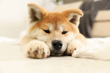 Sevimli akita inu köpek yavrusu kapalı yerde yatan