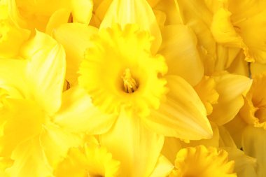 Arka plan olarak güzel nergisler, yakın çekim. Taze bahar çiçekleri