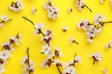 Renk arka plan üzerinde güzel taze bahar çiçekleri ile Düz yatıyordu kompozisyon