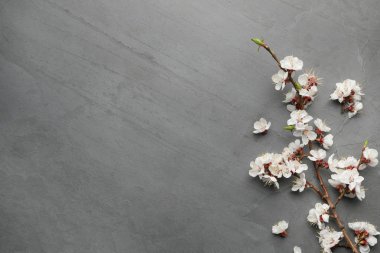 Renkli arka planda güzel taze bahar çiçekleri, metin için alan ile üst görünümü