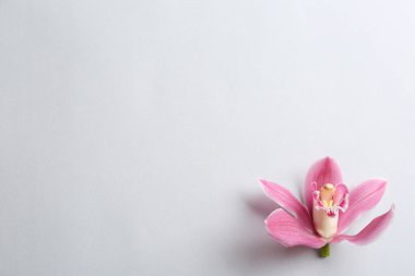 Gri arka plan üzerinde güzel tropikal orkide çiçek, üst görünümü. Metin için alan