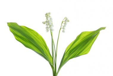 Beyaz arka plan üzerinde vadi çiçekleri güzel kokulu zambak