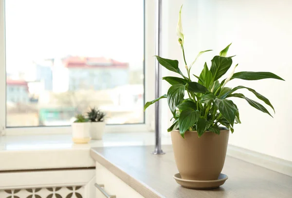 Bela planta lírio Paz em vaso na mesa perto da janela em casa, espaço para texto — Fotografia de Stock