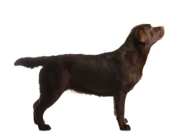 Labrador di cioccolato recuperatore in piedi su sfondo bianco — Foto Stock