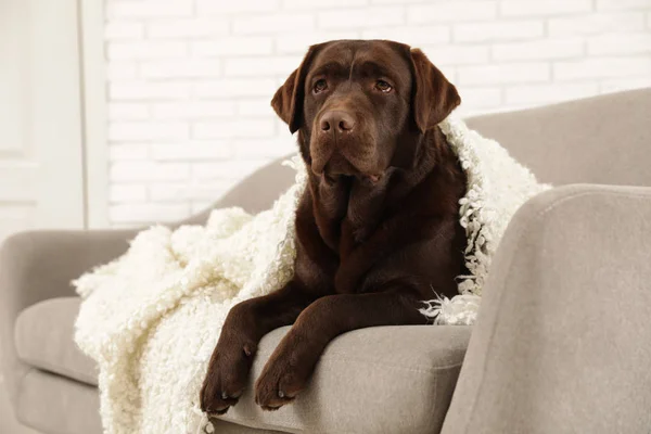 Czekolada Labrador Retriever pokryte Plaid na przytulnej kanapie w pomieszczeniu — Zdjęcie stockowe