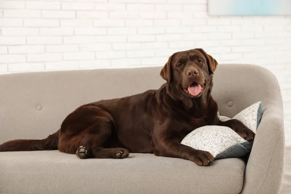 Czekolada Labrador Retriever na przytulny sofa w pomieszczeniu — Zdjęcie stockowe