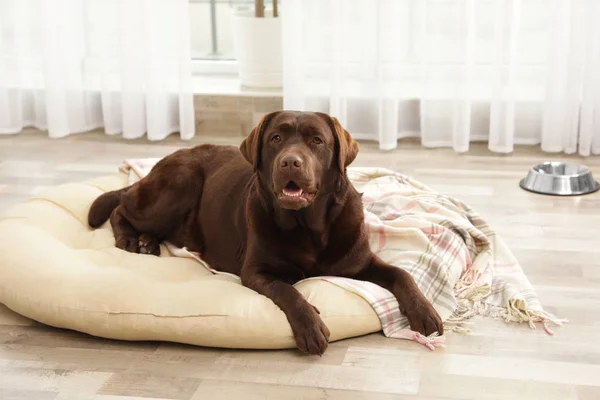 Chocolate labrador retriever en almohada para mascotas en interiores — Foto de Stock