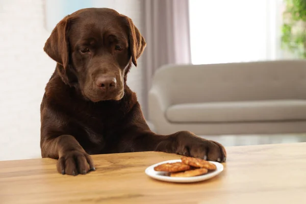 Labrador de chocolate retriever à mesa com prato de biscoitos dentro de casa — Fotografia de Stock