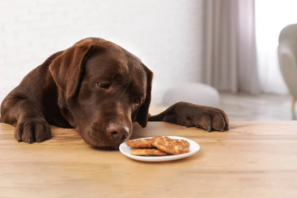 Labrador de chocolate retriever à mesa com prato de biscoitos dentro de casa — Fotografia de Stock