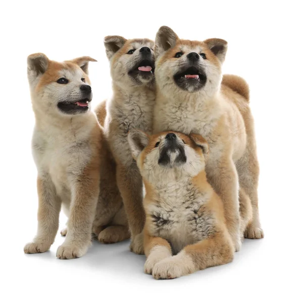 Lindos cachorros akita inu aislados en blanco —  Fotos de Stock